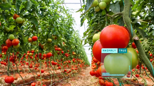 Solución de procesamiento de imágenes para el cultivo sostenible de tomates en el ámbito de la agricultura inteligente