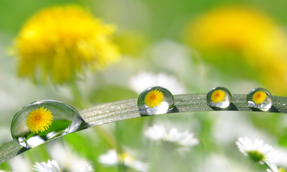 Dientes de león amarillos se reflejan en varias gotas sobre una hoja