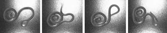 Diferentes estados de curvatura de una sola larva de nematodo en 2 segundos