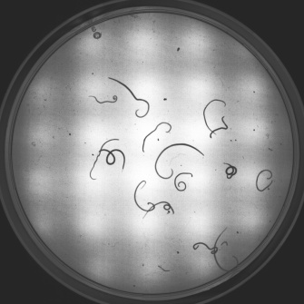 Larvas de nematodos (Anisakis spp.) de una muestra de tejido con distintos grados de vitalidad (luz trans- mitida (NIR)/placa Petri)