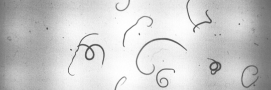 Cuenco de Petri con larvas de peces al microscopio