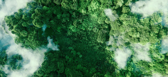 Bosque verde con nubes a vista de pájaro.