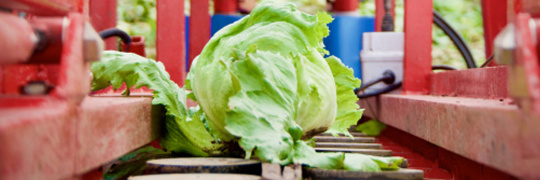 Agricultura 4.0: Lechuga en cosechadora