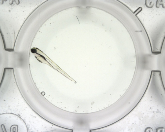 Análisis de una imagen obtenida con una cámara del microscopio para observar el latido cardíaco para averiguar la posición del corazón de la larva de pez
