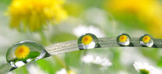 Dientes de león amarillos se reflejan en varias gotas sobre una hoja