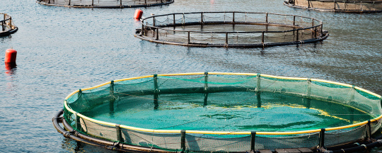 Pecera de una empresa de aquafarming