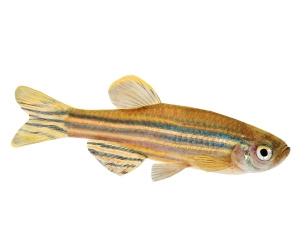Los embriones de los peces cebra presentan una serie de características que los convierten en organismos modelo ideales.