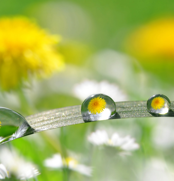 Dientes de león amarillos se reflejan en varias gotas sobre una hoja