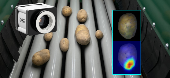 Una cámara IDS inspecciona patatas en una cinta transportadora de rodillos