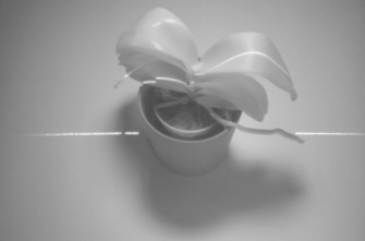Fotografía en blanco y negro de una planta.